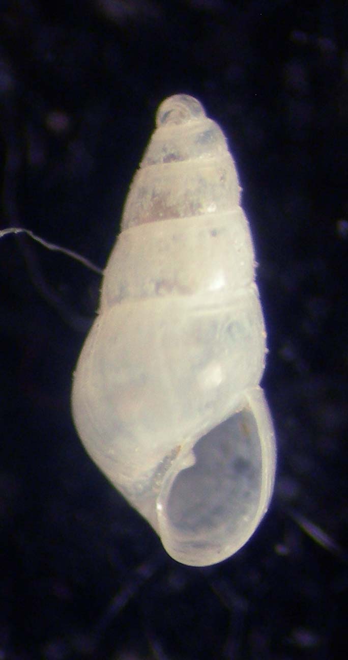 odostomia 3